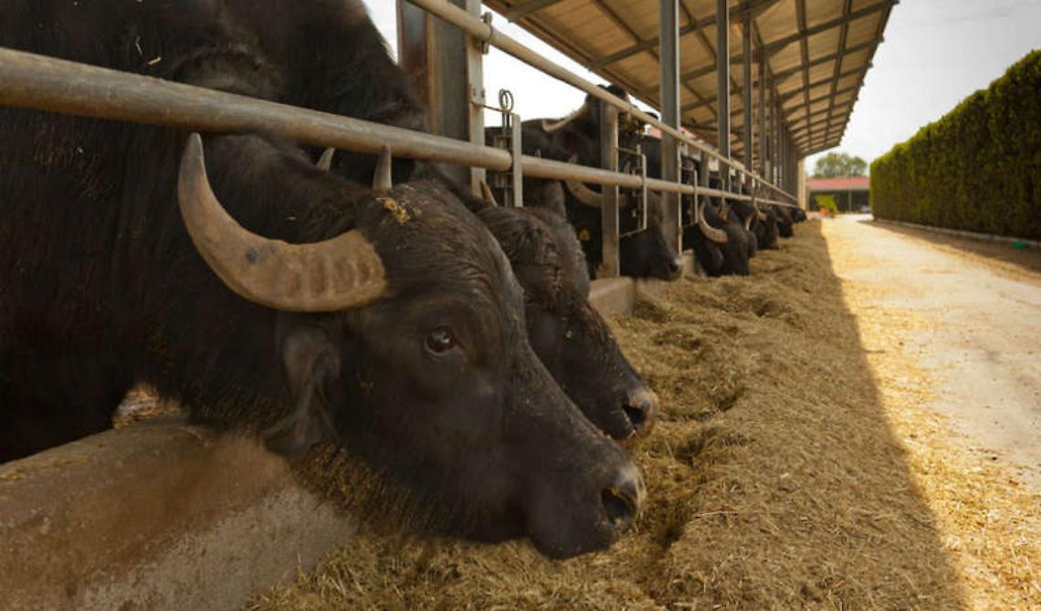 Sindaco a De Luca: malumori per piano brucellosi, rischio ordine pubblico