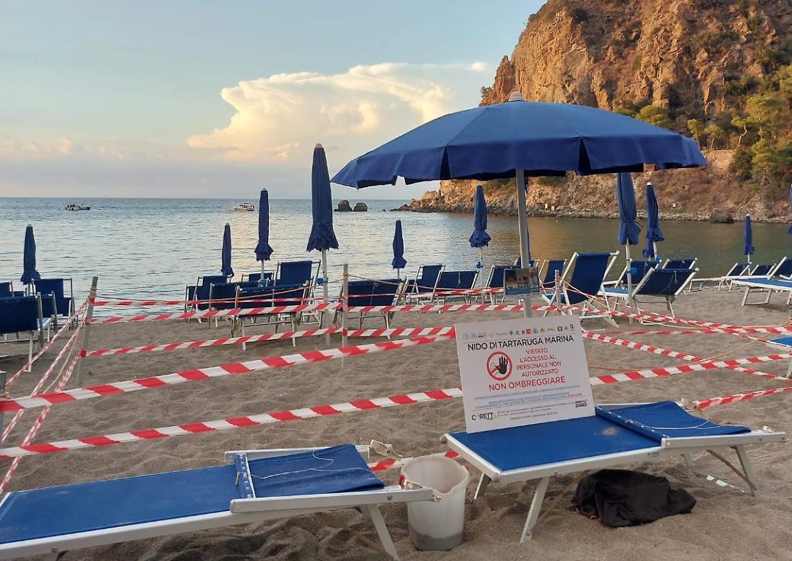 Nido di tartarughe marine in spiaggia a Ischia