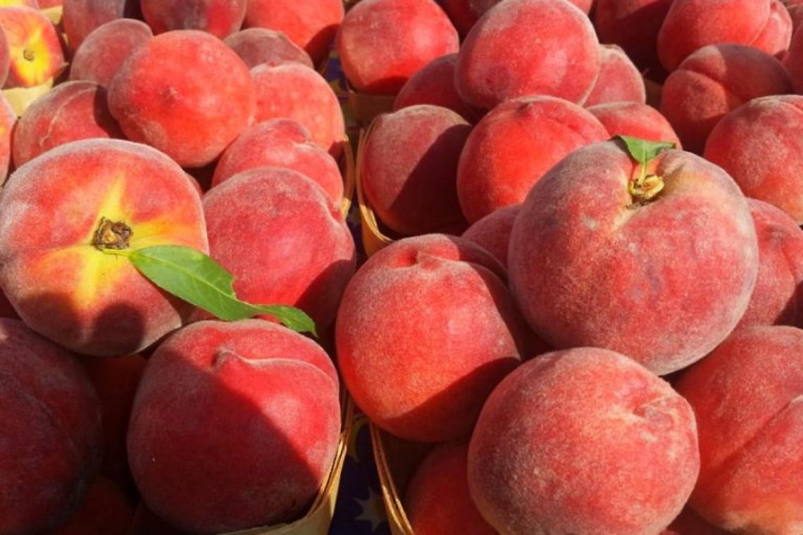 Razzia di pesche dal frutteto, proprietario fa arrestare i ladri