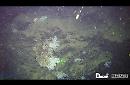 Nel Golfo di Napoli grande scogliera corallina a 500 metri di profondità