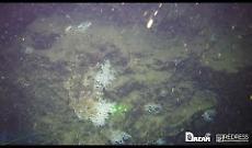 Nel Golfo di Napoli grande scogliera corallina a 500 metri di profondità