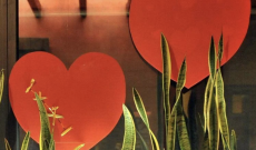 L'amore fa bene al cuore, lo dice la scienza: ecco cosa cambia se si &egrave; in coppia