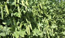 Radici nel piatto, tra street food e tutela della biodiversit&agrave;