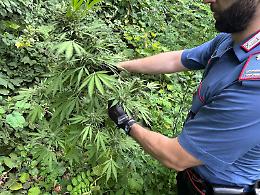 Piantagione di cannabis a pochi passi dal centro abitato
