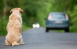  Esodo di agosto, ogni anno abbandonati 80mila cani e 50mila gatti