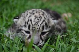 Fiocco rosa a parco Le Cornelle: è nata una cucciola di leopardo delle nevi