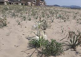 Giglio di Mare in pericolo, l'appello di Peretti: non raccogliamoli