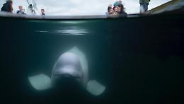 Norvegia, trovata morta Hvaldimir: la balena beluga presunta “spia" della Russia