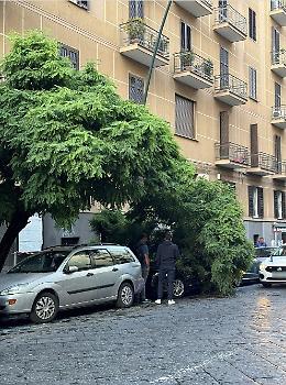 Albero cade su auto in sosta, paura in strada