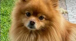 Svaligiano casa e portano via il cane a bimba disabile, l'appello del padre