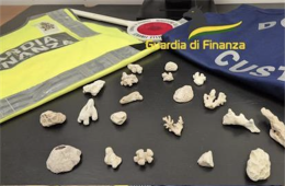  Torna da Istanbul con un carico di coralli, sequestro in aeroporto