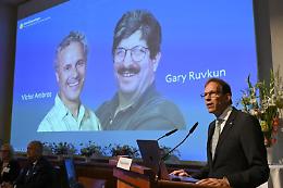 Nobel Medicina 2024 a Victor Ambros e Gary Ruvkun per la scoperta degli “interruttori dei geni"