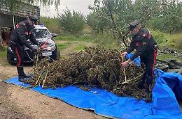 Piante di marijuana nel pescheto, 4 arresti