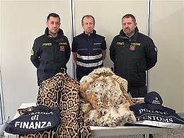 Sequestrate 15 pellicce di contrabbando, due di specie in via d'estinzione