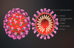 Proteina spike, colangite e vaccinazione anti Covid