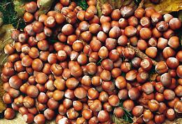Frutta secca made in Campania, più tutela con l’etichetta trasparente