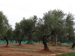 Il 61% degli oliveti della Campania ha più di 50 anni