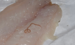 Sospetta infezione da Anisakis al ristorante, allerta per i clienti