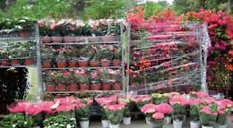 Fiori e piante, Campania sul podio per esportazioni