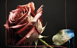 “È arrivata la poesia", in libreria l'opera prima di Stefania A. Coppola  
