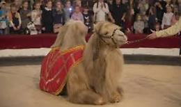 Morto il cammello scappato dal circo