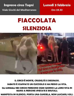 Cammello morto, stasera fiaccolata a Fuorigrotta