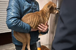 Indigente non può occuparsi dei suoi due cani, interviene la polizia locale