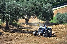 Usa, Trump annuncia dazi sui prodotti agricoli: nuove misure dal 2 aprile
