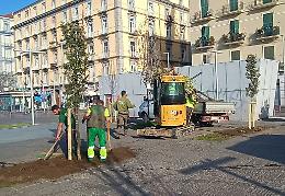 A Napoli piantati nuovi alberi in area nord di Piazza Garibaldi
