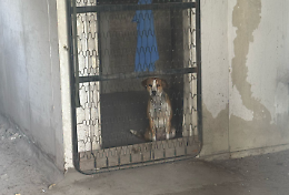 Rinchiuso in una struttura abbandonata, polizia locale salva cane