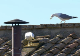 Fumata bianca e nuovo Papa, i gabbiani “portafortuna"