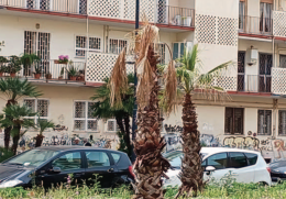 Viale Augusto, muoiono le palme appena piantate