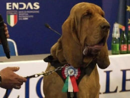 Bruno, il cane eroe ucciso con boccone pieno di chiodi