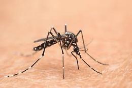 West Nile, il prefetto di Napoli: «I Comuni facciano disinfestazione»