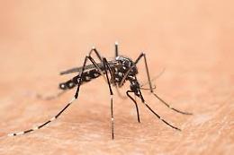 Virus West Nile, due vittime in un giorno