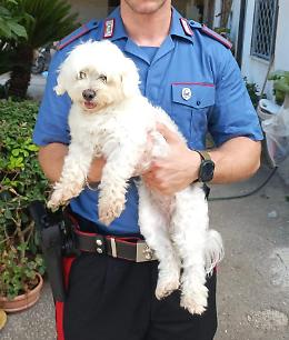 «Se vuoi rivedere il cane prepara 450 euro», arrestato 16enne