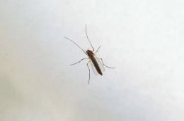 West Nile, saliti a 9 i morti in Italia. Bassetti: «Non intasare i pronto soccorso»