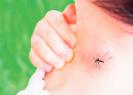 West Nile: in Campania tasso di mortalità preoccupante
