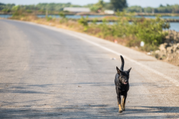 Tutela degli animali, è ora di passare ai fatti