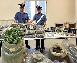 Operazione “Continuum Bellum 3", sequestrate 150 piante di marijuana