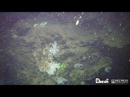 Nel Golfo di Napoli grande scogliera corallina a 500 metri di profondità