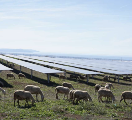 Ecco il primo parco agrivoltaico della Campania: 17mila pannelli solari e 250 pecore