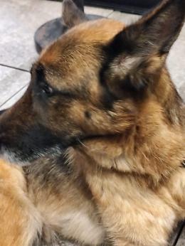 In sella a una e-bike, trascina il cane per quasi 6 chilometri con una catena a strozzo