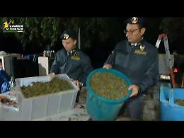 “Fabbrica della droga" sui Monti Lattari, sequestrata una tonnellata di cannabis