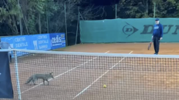 Volpe entra nel campo da tennis e ruba le palline per giocarci. IL VIDEO