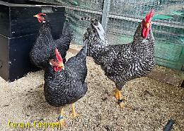 A Ercolano le galline ornamentali più belle e le uova più colorate