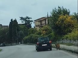 Trascina cane dall'auto, denunciato per maltrattamenti
