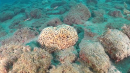 Marevivo: anche i coralli del Mediterraneo rischiano estinzione