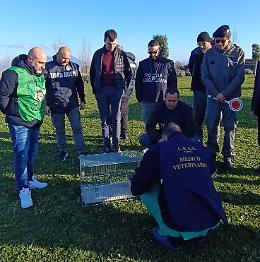 Sequestrati 15 cardellini e denunciate tre persone