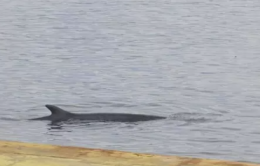 Balenottera nel porto di Napoli, stop agli aliscafi
